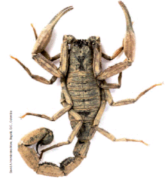 Description de l'image Tityus macrochirus.gif.