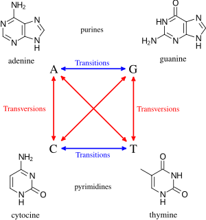 Definition of transitions and transversions. They are a common mutation caused by genotoxic compounds. Transitions and transversions.svg