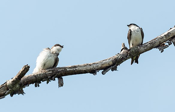 Tree swallow female deterring male's advances in Jamaica Bay Wildlife Refuge