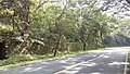 Trees along Bicol Natural Park Maharlika Highway.jpg