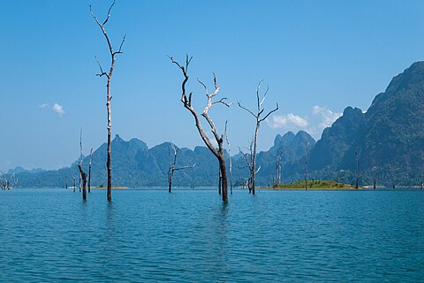 Old trees on Cheow Lan Lake in Surat Thani, Thailand