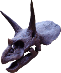 Triceratops2.png