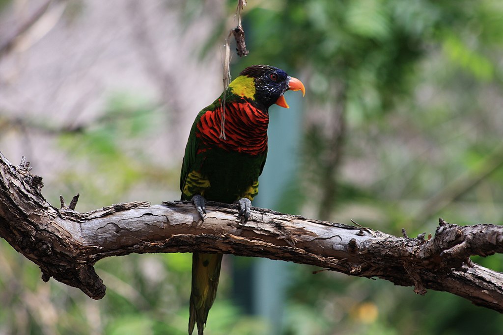 Trichoglossus haematodus -Denver Zoo, Colorado, USA-8a.jpg