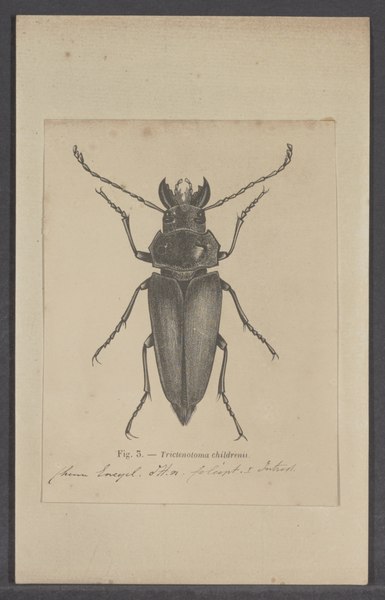 File:Trictenotoma - Print - Iconographia Zoologica - Special Collections University of Amsterdam - UBAINV0274 026 11 0002.tif