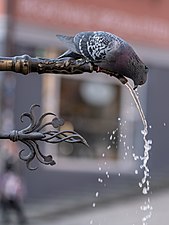 "Trinkende_Taube_am_Neptunbrunnen_in_Tübingen_2019_cropped.jpg" by User:Dktue