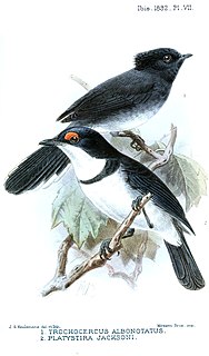 <span class="mw-page-title-main">White-tailed crested flycatcher</span> Species of bird