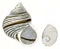 Tropidophora fimbriata shell.jpg