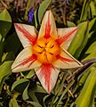 * Nomination Tulpen in Rheinland-Pfalz, Germania. --Fischer.H 15:55, 24 May 2020 (UTC)  Support Good quality. --King of Hearts 16:08, 24 May 2020 (UTC) * Promotion {{{2}}}