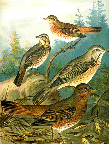 File:Turdus naumanni naumanni NAUMANN.jpg