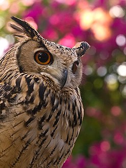 Bubo Bubo turcomanus