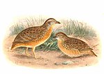 Thumbnail for Red-chested buttonquail