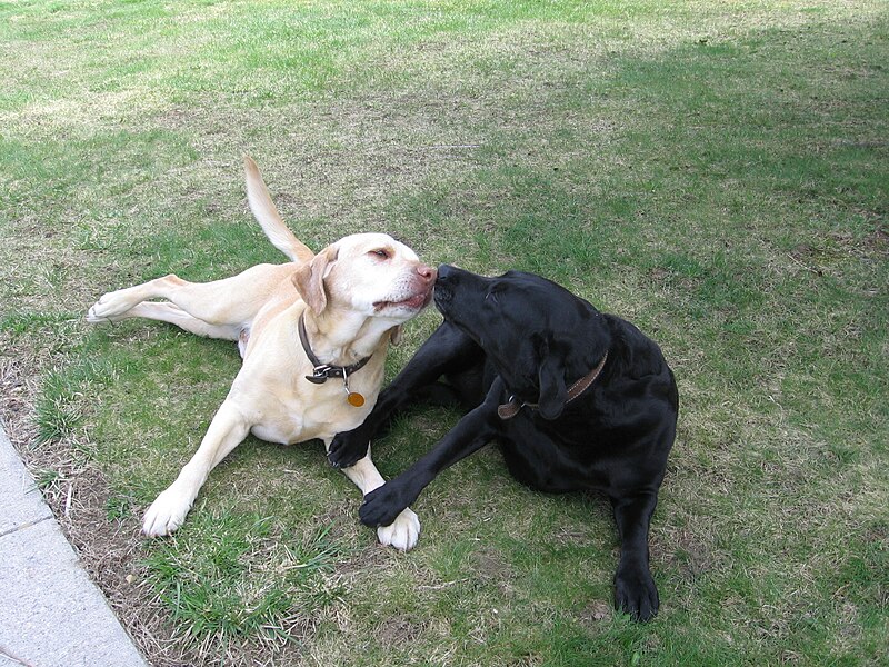 File:Two Labrador Retrievers.jpg