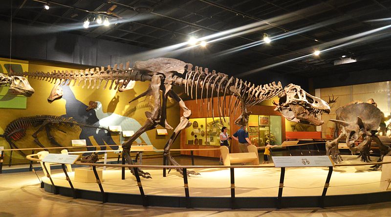 File:Tyrannesarus Rex and Triceratops (8732569963).jpg