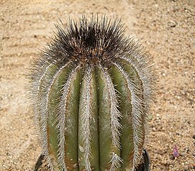 Soppikaktuksen (Uebelmannia pectinifera) alalaji subsp. horrida.