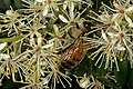 Umtiza listeriana flowers visited by an African honey bee (Apis mellifera scutellata)