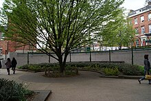 Árbol en la Universidad de Leeds