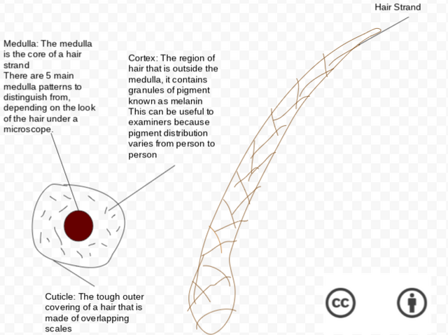 hair strand diagram