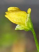 Utricularia nana