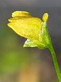 Utricularia nana flower