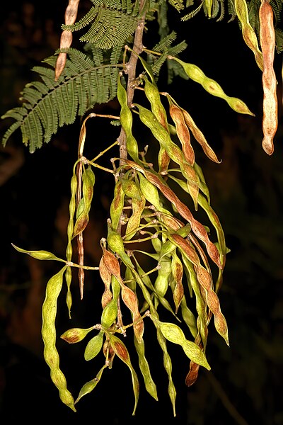 File:Vachellia davyi 5Dsr 5332.jpg