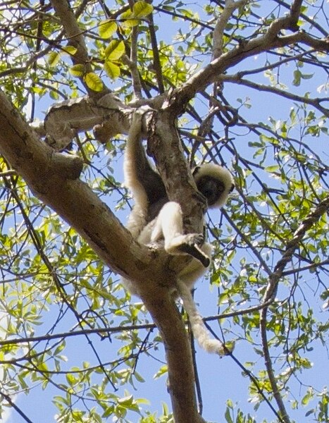 File:Van der Decken's Sifaka in Namoroka.jpg