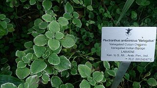 « Origan » cubain (Plectranthus amboinicus, ici la variété 'Variegatus')