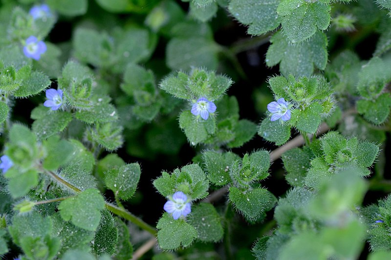 File:Veronica hederifolia (7131281999).jpg