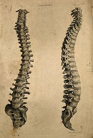 Vertebral column; two figures showing front and side views. Wellcome V0007972.jpg