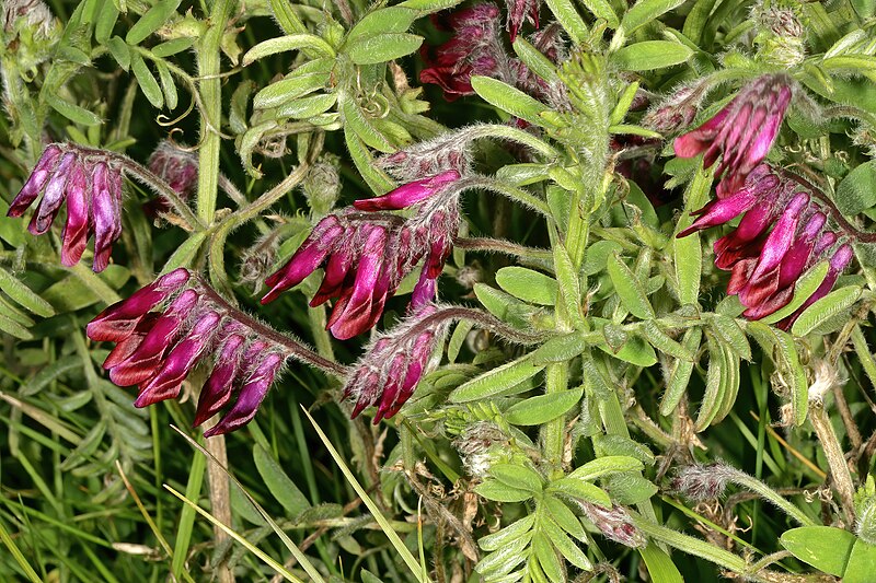 File:Vicia benghalensis 1DS-II 2-1815-01.jpg