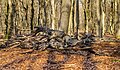 * Nomination Vierhouterbos (Staatsbosbeheer). Natural forest near Vierhouten. --Agnes Monkelbaan 05:31, 16 March 2023 (UTC) * Promotion Good quality --Llez 06:45, 16 March 2023 (UTC)