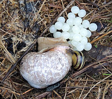 Helix pomatia (left) laying eggs Vinbergssnacka lagger agg.jpg