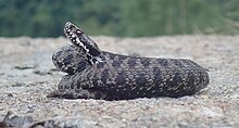 Vipera walser.jpg