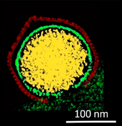 Kryo-EM-Querschnitt eines Kapsids von PBCV-1, das gerade seine DNA in die Wirtszelle freisetzt.[2][Anm. 1]