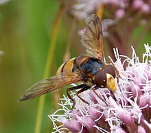 Volucella inanis - Flickr - gailhampshire (6).jpg