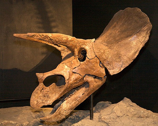 Triceratops skull from Corson County. Collections of Houston Museum of Natural Science.