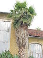 wikimedia_commons=File:Washingtonia robusta1.jpg