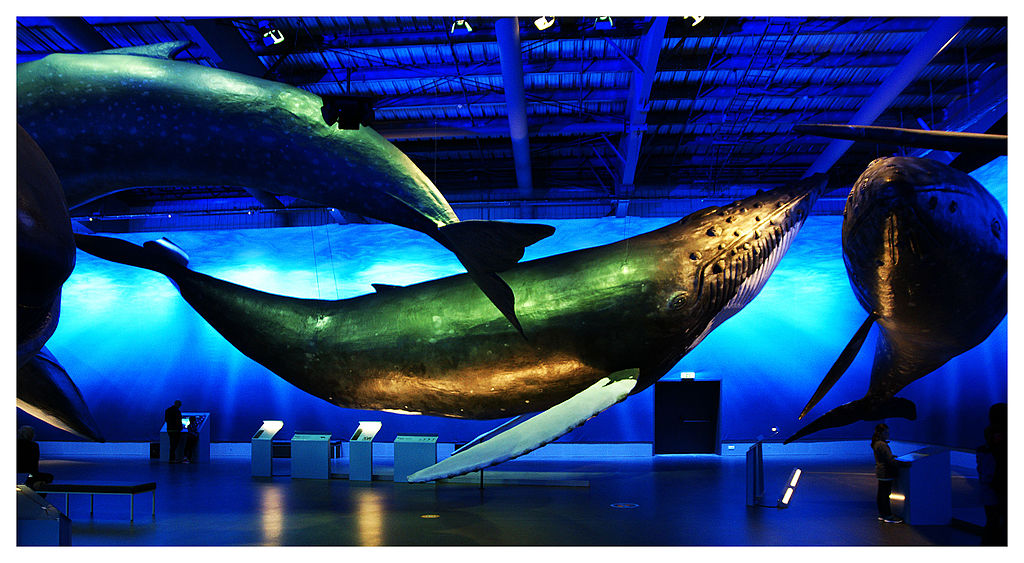 Whales of Iceland (Reykjavik museum) (20434432050)