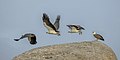 White-bellied fish eagle (Haliaeetus leucogaster) take off composite.jpg