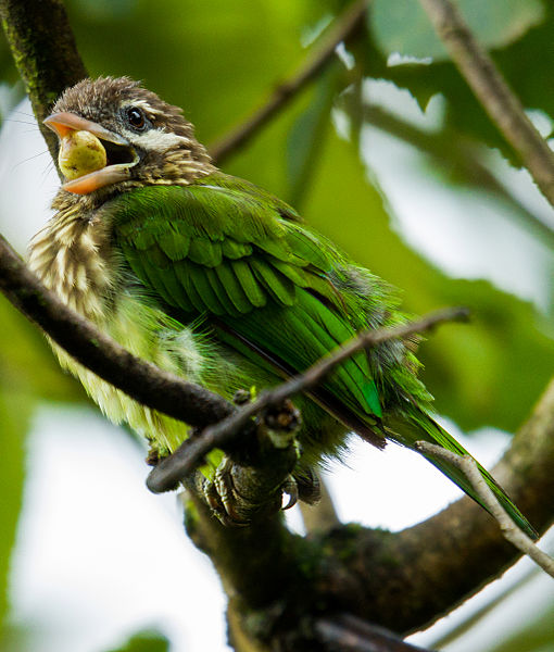 File:White-cheeked Barbet by N.A. Nazeer.jpg