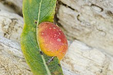 Willow Apple Empedu Sawfly (Pontania californica) (10763247106).jpg