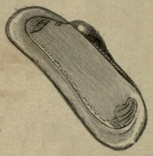 Woodward 1856 pl 17 fig 6 Adipicola pelagica.png