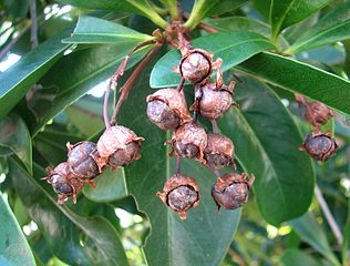 Xanthostemon chrysanthus fruit Kewarra 4811.jpg