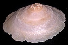 Xenophora indica.shell002.jpg