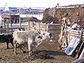 "Yakutian_Cattle_02_-_Side_View.jpeg" by User:0x0077BE