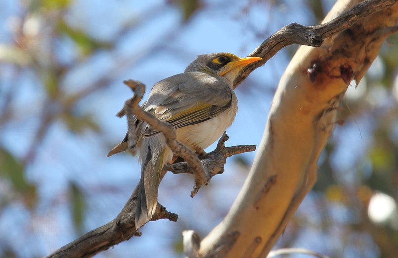 File:Yellow-throated Miner (Manorina flavigula) (31280974121).jpg