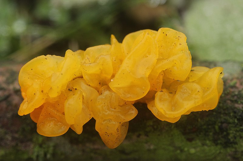 File:Yellow Brain - Tremella mesenterica (38622894791).jpg