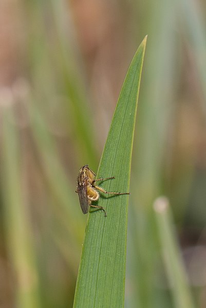 File:Yellow fly (5890094962).jpg