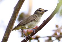 Yucatan Vireo (6842666740) .jpg