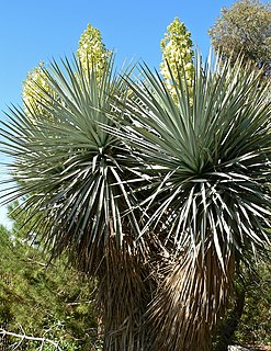 <i>Yucca luminosa</i> Species of epiphyte