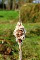 Zaadpluizen grote lisdodde (Typha latifolia). Locatie, De Famberhorst.